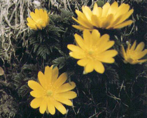 �t�N�W���\�E�̉�