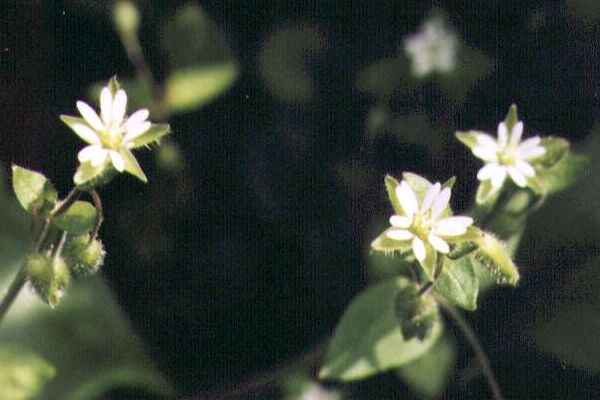 �n�R�x�̉�