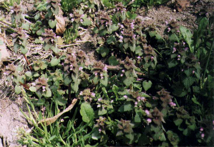 �q���I�h���R�\�E