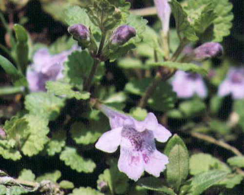 �J�L�h�E�V�̉�