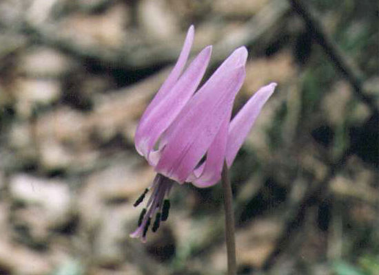 �J�^�N���̉�