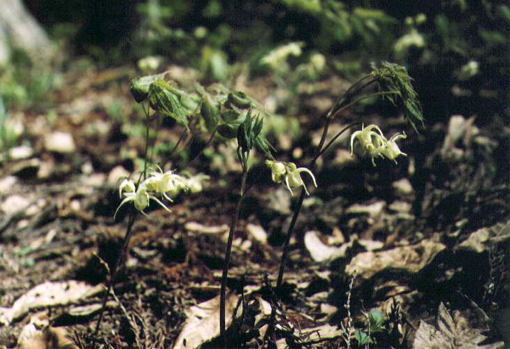 �L�o�i�C�J���\�E