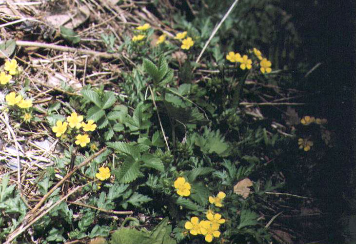 �L�W���V��