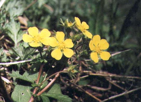 �L�W���V���̉�