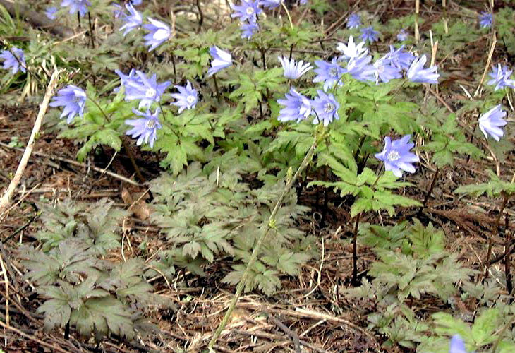 �L�N�U�L�C�`�Q