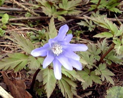 �L�N�U�L�C�`�Q�̉�