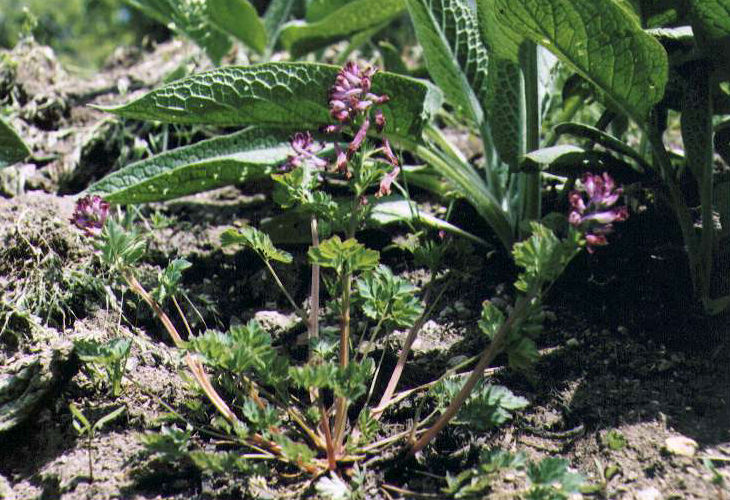 �����T�L�P�}��