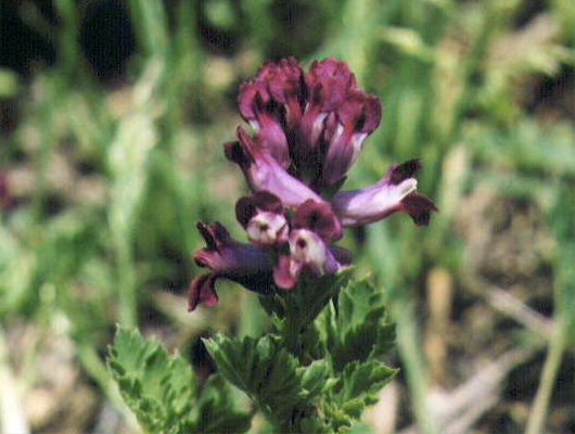 �����T�L�P�}���̉�