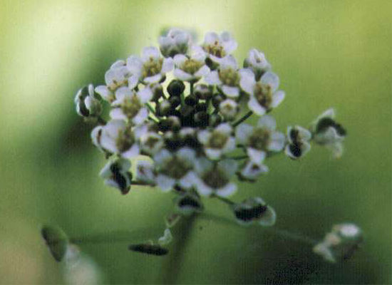 �i�Y�i�̉�