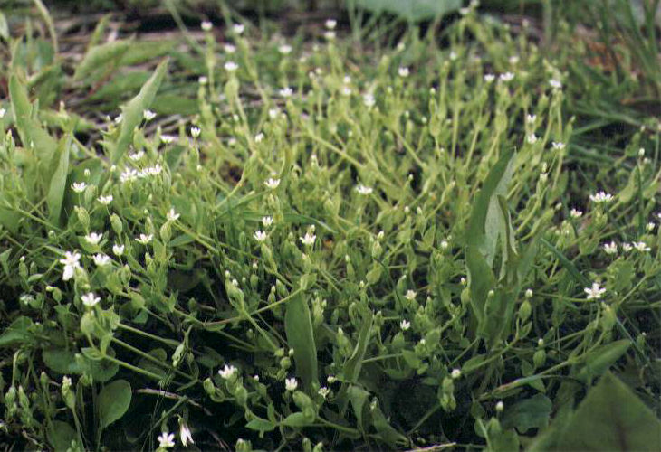 �m�~�m�t�X�}