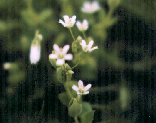 �m�~�m�t�X�}�̉�