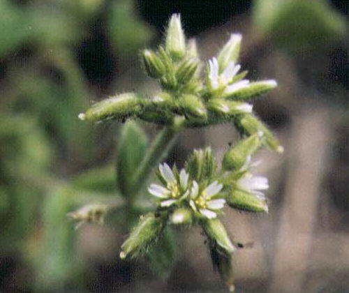 �I�����_�~�~�i�O�T�̉�