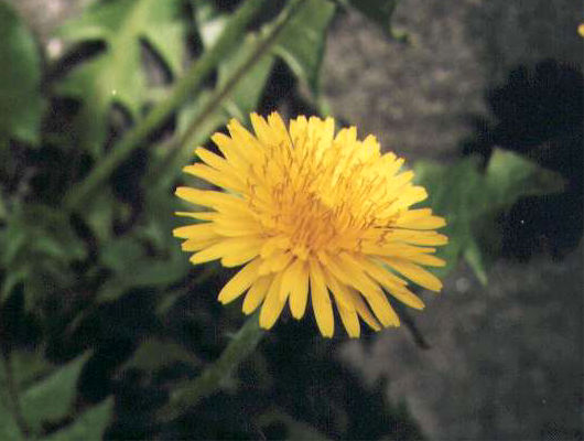 �Z�C���E�^���|�|�̉�