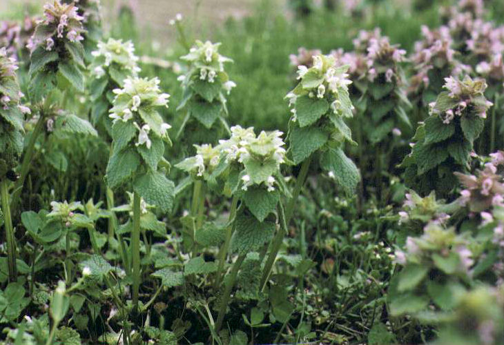 �V���o�i�q���I�h���R�\�E