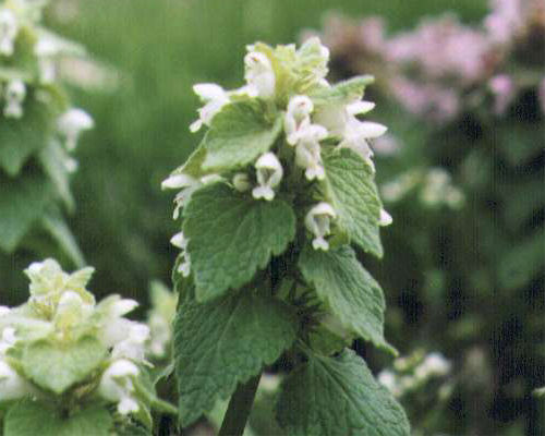 �V���o�i�q���I�h���R�\�E�̉�