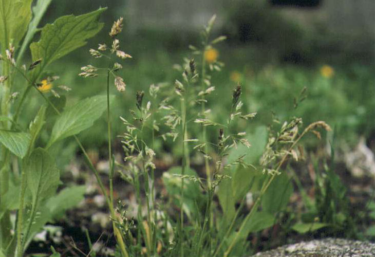 �X�Y���m�J�^�r��