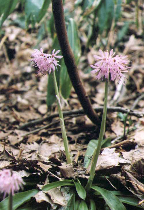 �V���E�W���E�o�J�}