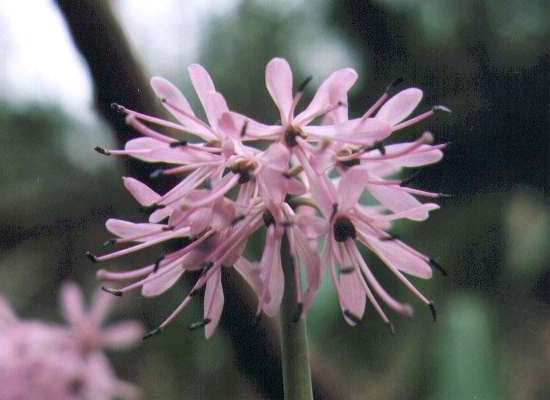 �V���E�W���E�o�J�}�̉�