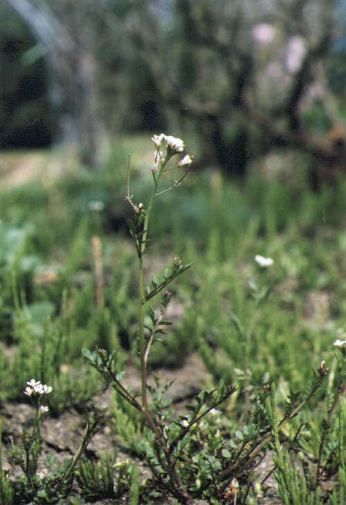 �^�l�c�P�o�i