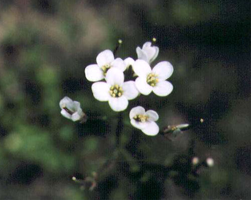 �^�l�c�P�o�i�̉�