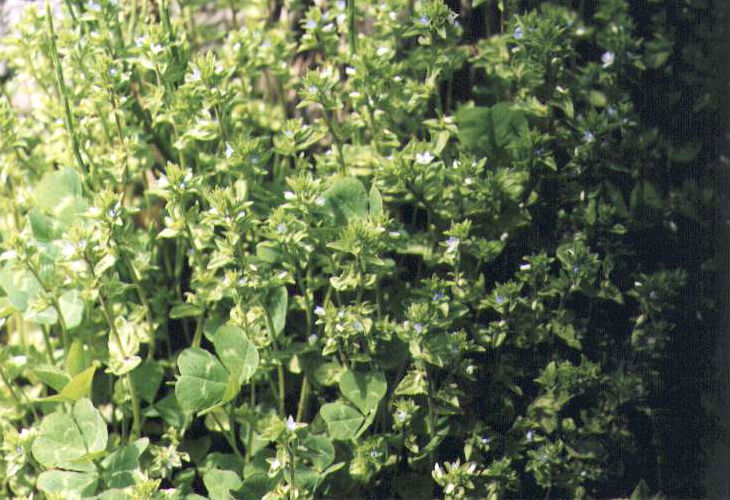 �^�`�C�k�m�t�O��