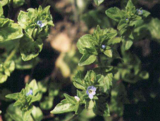 �^�`�C�k�m�t�O���̉�