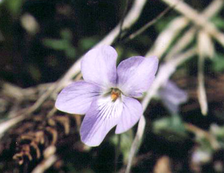 �^�`�X�{�X�~���̉�