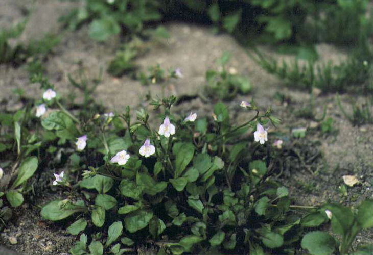 �g�L���n�[