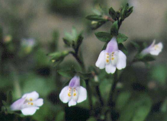 �g�L���n�[�̉�