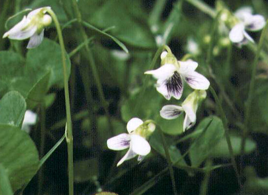 �c�{�X�~���̉�