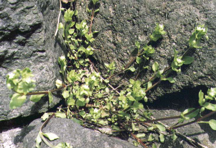 �E�V�n�R�x