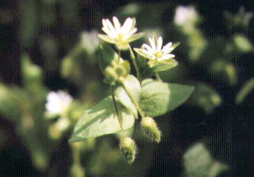 �E�V�n�R�x�̉�