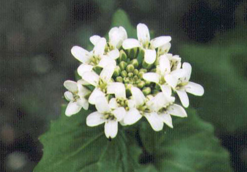 ���T�r�̉�