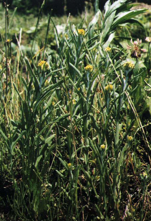 �n�n�R�O�T