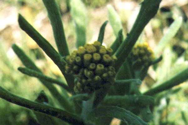 �n�n�R�O�T�̉�