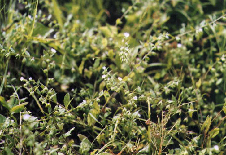 �n�i�C�o�i