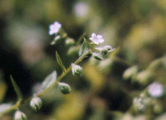 �n�i�C�o�i�̉�