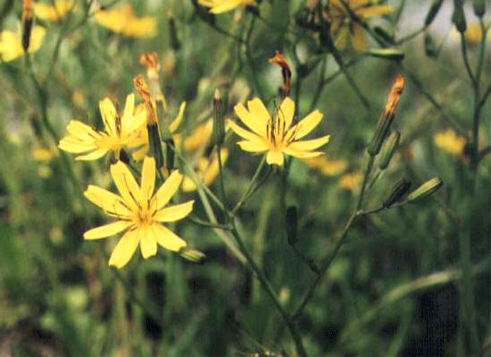 �n�i�j�K�i�̉�