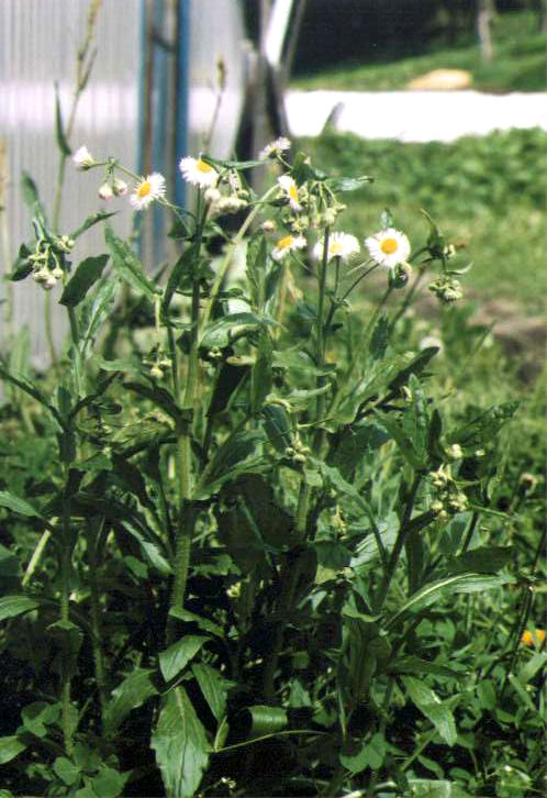 �n���W�I��