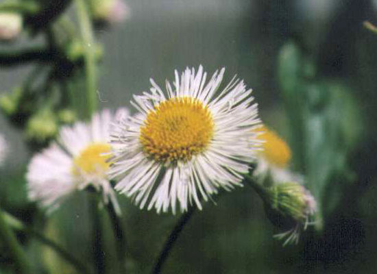 �n���W�I���̉�