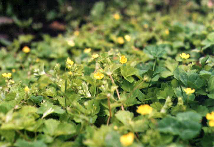 �w�r�C�`�S