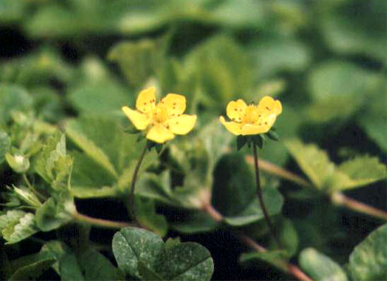 �w�r�C�`�S�̉�