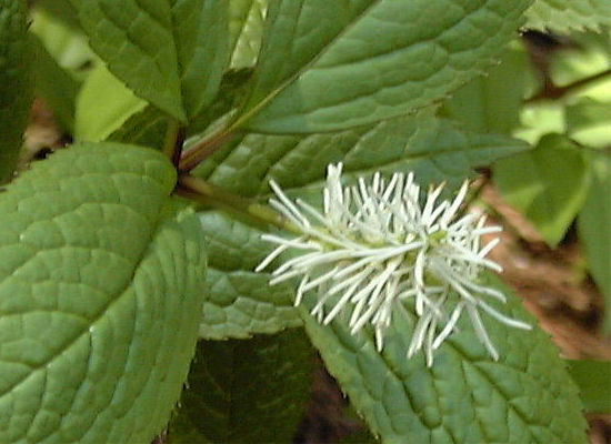 �q�g���V�Y�J�̉�