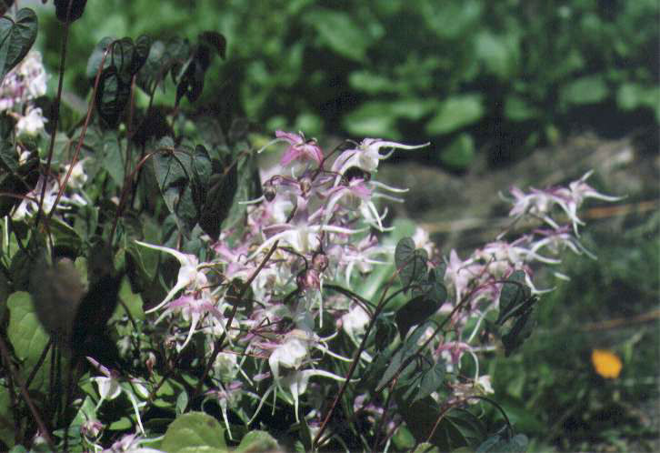 �C�J���\�E