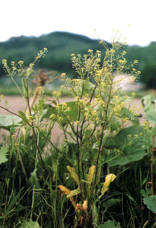 �C�k�K���V