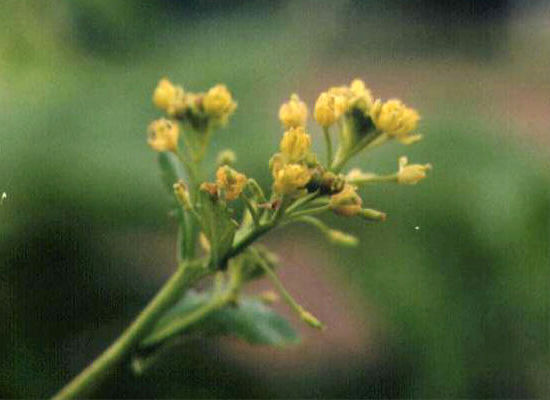 �C�k�K���V�̉�