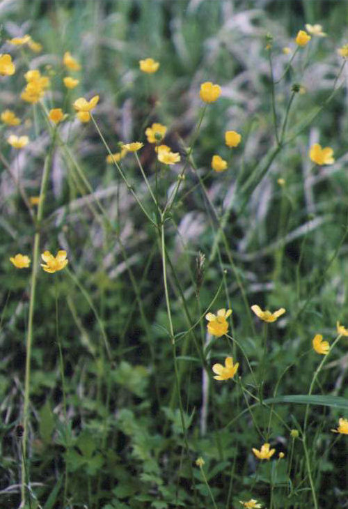 �L���|�E�Q