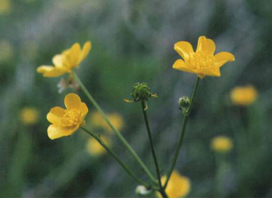 �L���|�E�Q�̉�