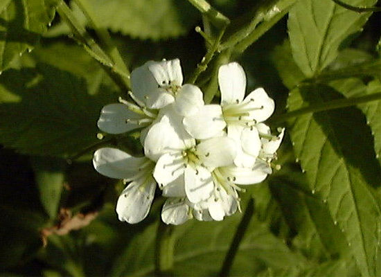 �R�������\�E�̉�