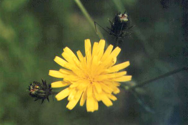 �R�E�]���i�̉�